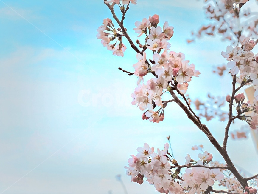 벚꽃,봄,경치,blossom,분위기