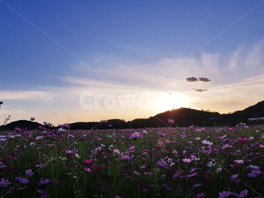 코스모스,풍경,자연,빛,가을,light,자연,풍경,nature,landscape,flare,플레어,outdoors,옥외