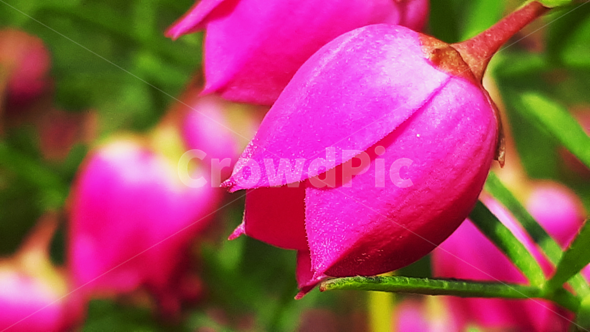 보루니애,꽃,plant,식물,봄,flower,blossom,식물,자연,plants,nature,꽃,flower