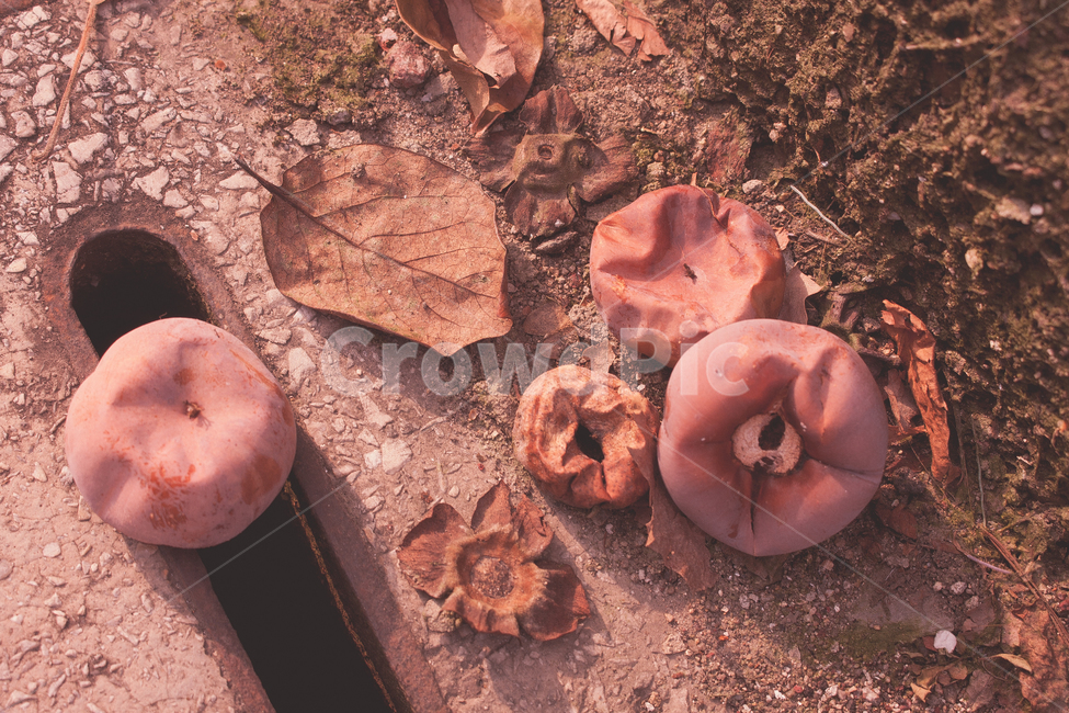 감나무,가을,낙엽,감,추석,늦가을,절망,죽음,시,애처러움,가을,계절,fall,autumn,season,과일,열매,fruit,plant,식물