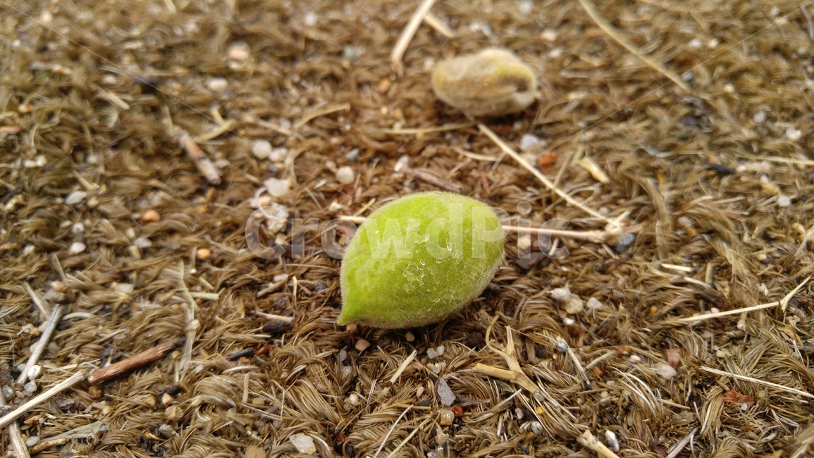 매실,열매,바닥,연두색,흙,갈색,배경,감성,계절,fruit,floor,green,soil,brown,background,emotional,season