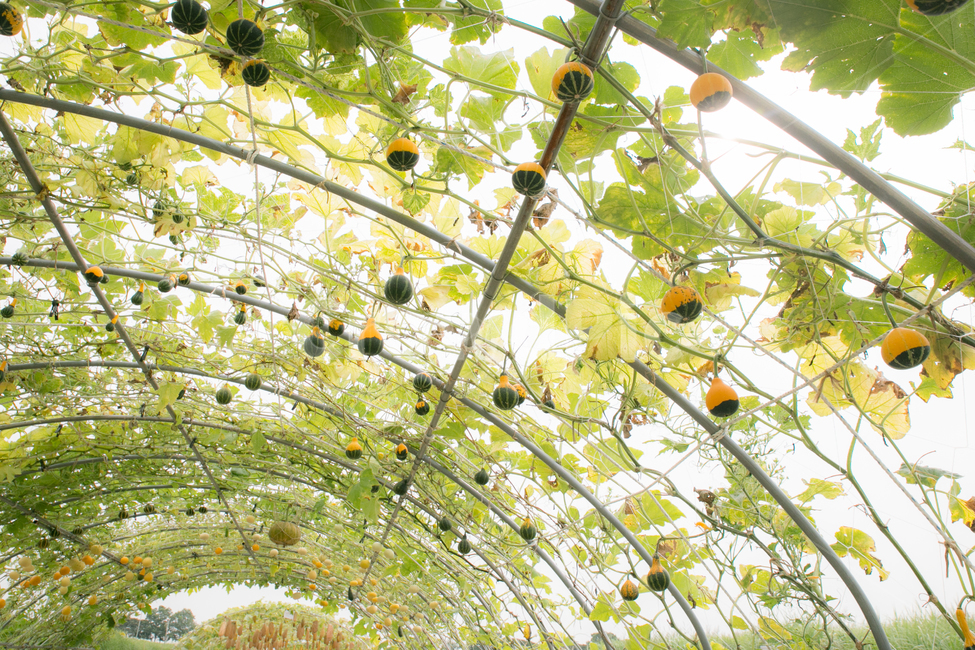 박터널,대롱박,관상박,주렁주렁,호박,애호박,늙은호박,식물,자연,plants,nature