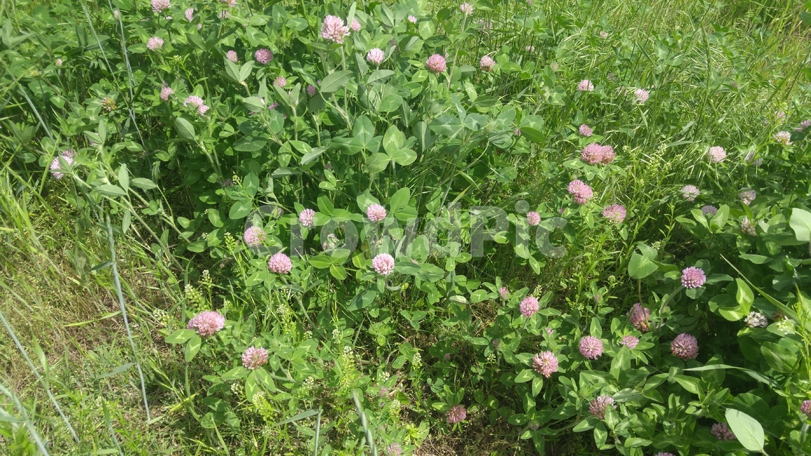 봄,flowers,봄꽃,식물,plants,정원