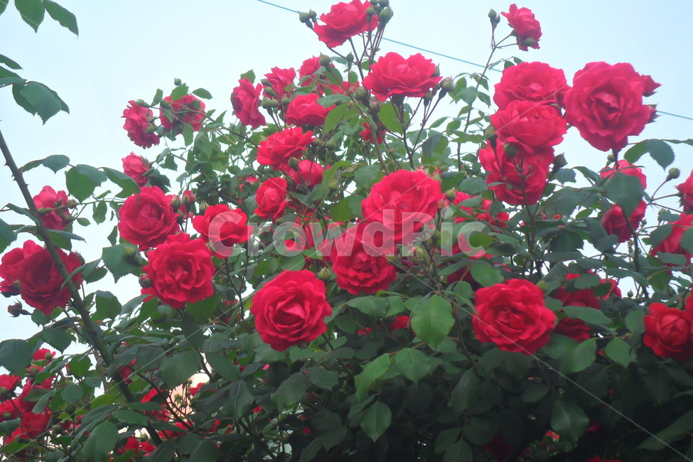 꽃,flower,장미,덩쿨,빨간장미,봄,집,하늘,rose,식물,자연,plants,nature,꽃,flower