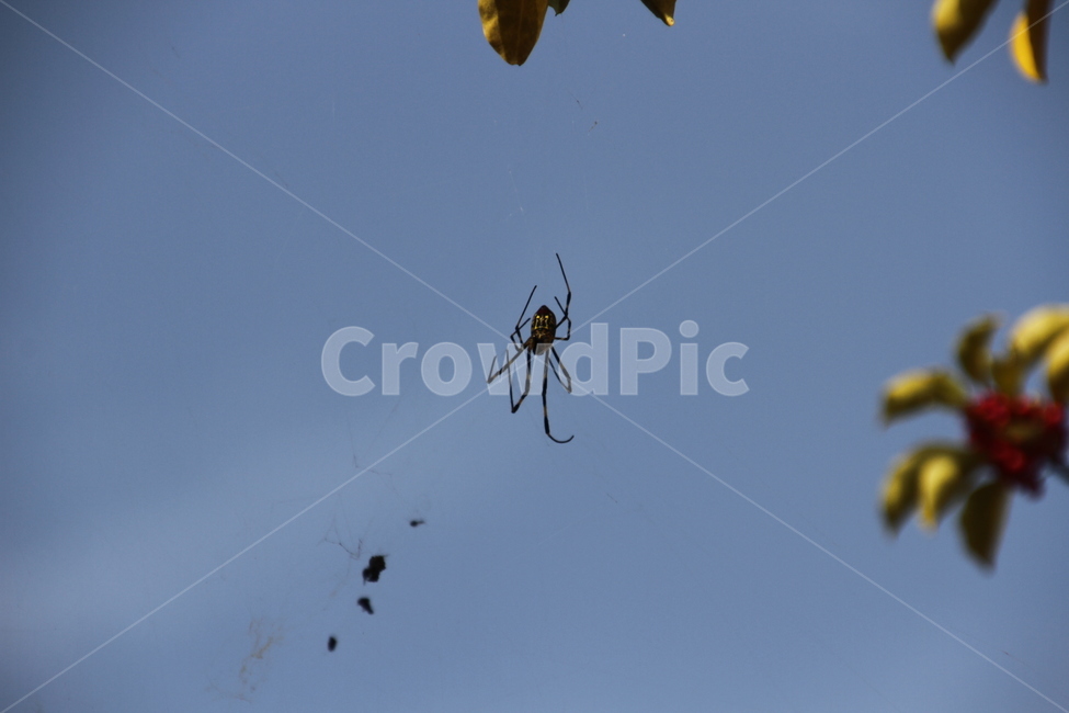 거미,자연,하늘,곤충,spider,nature,sky