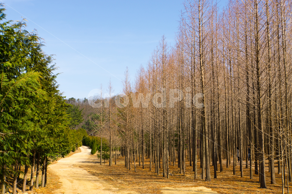 메타세콰이어,나무,숲,풍경,자연,하늘,영덕,봄,자연,풍경,nature,landscape,한국자연풍경,한국자연경관,korea nature landscape,식물,plants,나무,trees,wood,tree,plant