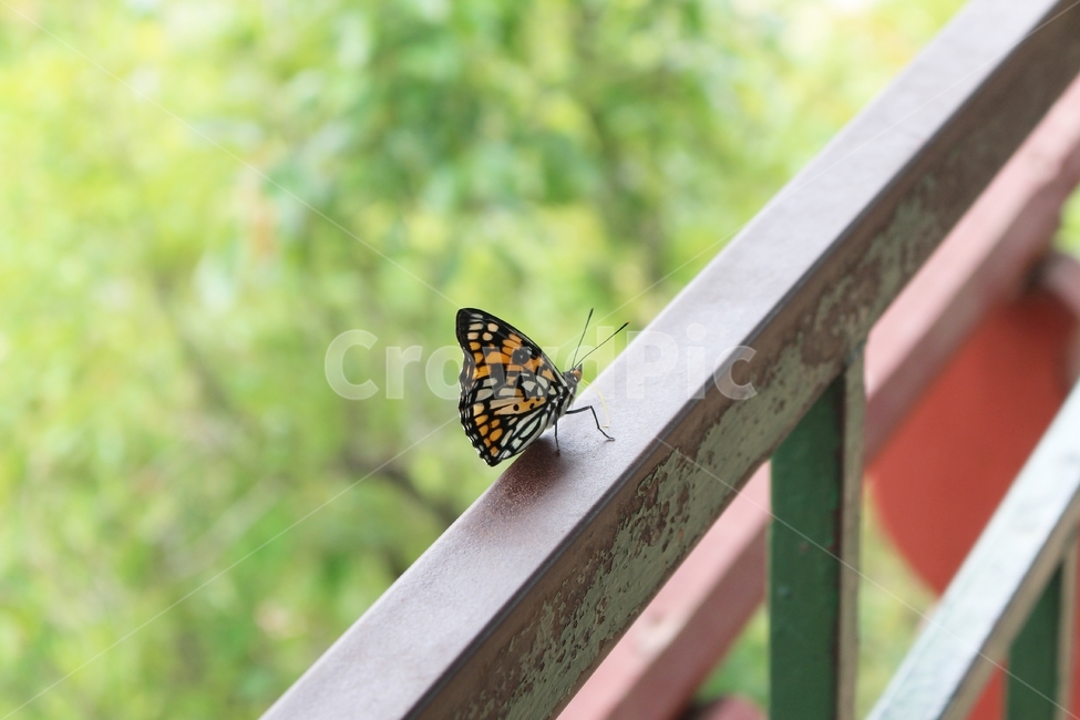 나비,대왕나비,쉬는나비,butterfly,나비날개,앉아있는나비