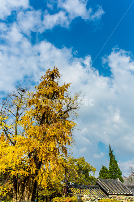 고택,가을,단풍,감성,은행나무,가을,계절,fall,autumn,season,자연,풍경,nature,landscape,한국자연풍경,한국자연경관,korea nature landscape,한국전통,한국문화,korean traditional,korean culture,plant,식물,tree,나무