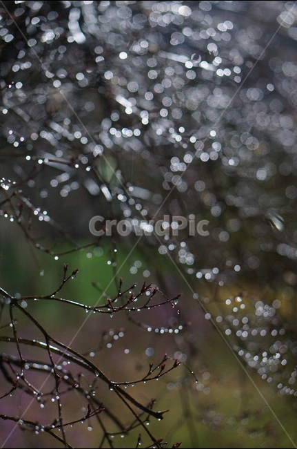 빛,보케,야경,나무,불빛,야경,밤,풍경,nightscape,night,landscape,식물,자연,plants,nature,비,비오는날,rain,rainy,droplet,작은 물방울