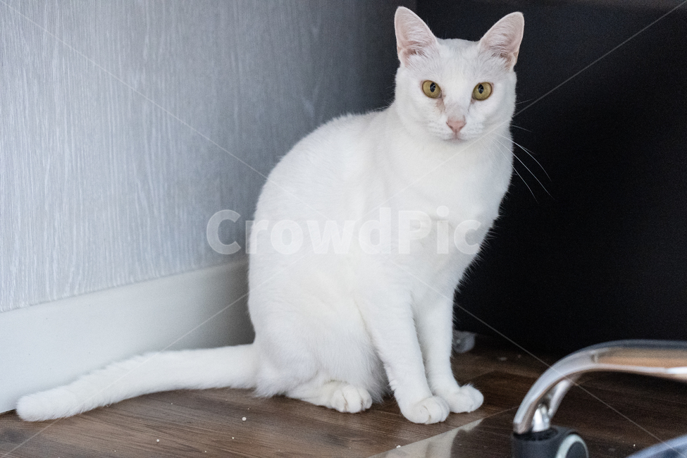 고양이,터키쉬앙고라,cat,흰고양이,애완동물