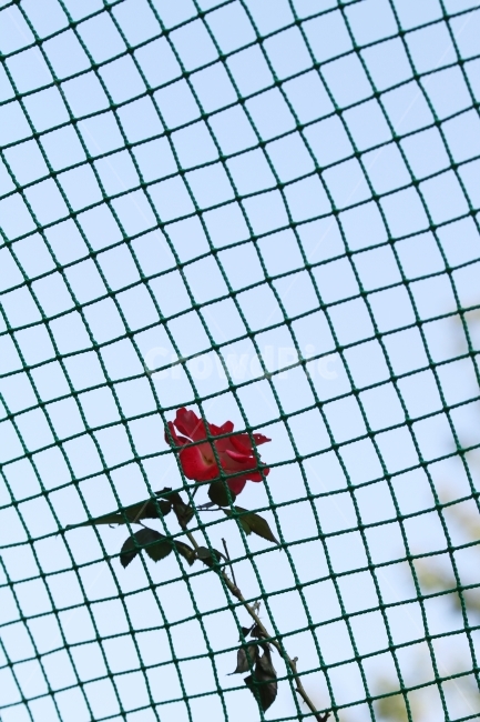 가을장미,장미,그물망,그물망과장미,감성사진,장미꽃,식물,식물,자연,plants,nature,꽃,flower