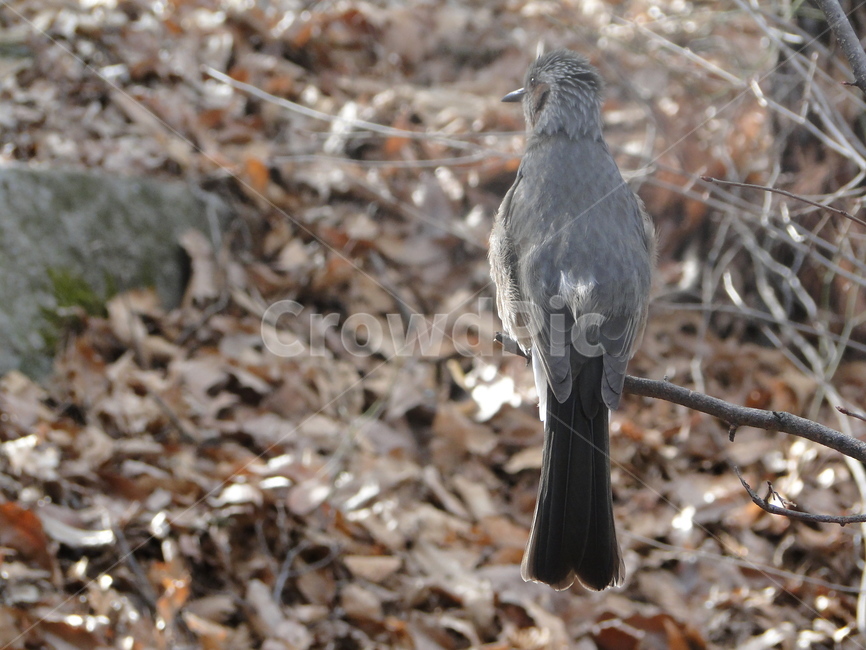 새,참새,동물,bird,animal