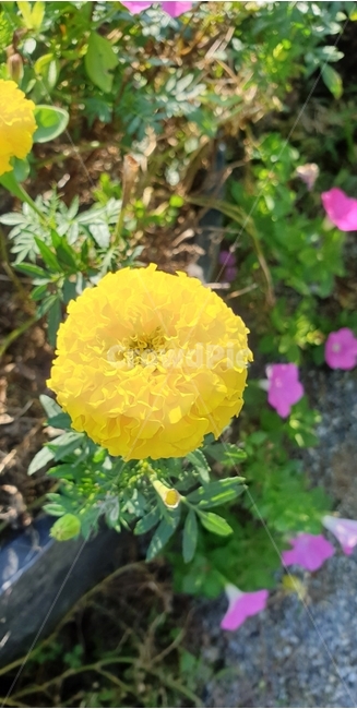 노란꽃,나팔꽃,화단,plant,식물,데이지,꽃,blossom,자연,분홍색,flower,노란색,식물,자연,plants,nature,꽃,flower