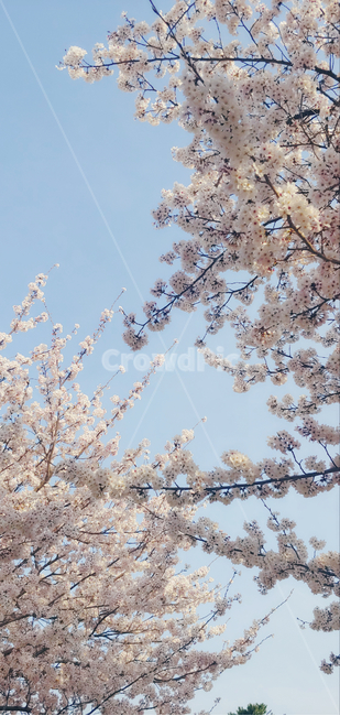 식물,flower,벚꽃,blossom,cherryblossom,감성,따듯한,핑크,봄,벚꽃나무,벚꽃배경화면