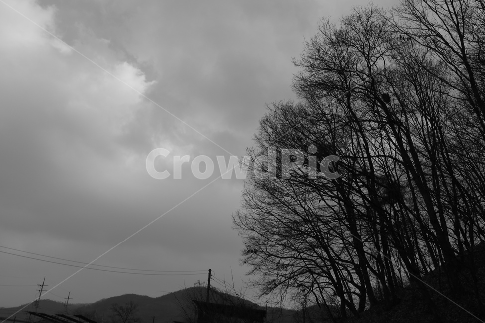 자연,날씨,나무,nature,weather,흑백,모노톤,monochrome,black and white