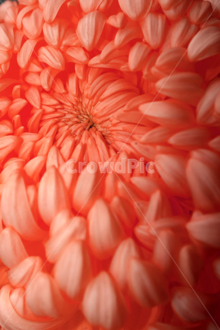 국화,꽃,가을,칼라,color,자연,접사,flower,closeup,chrysanthemum,autumn,fall,season