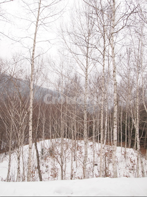 자작나무,자작나무숲,숲,겨울,겨울숲,겨울나무,겨울,계절,winter,season