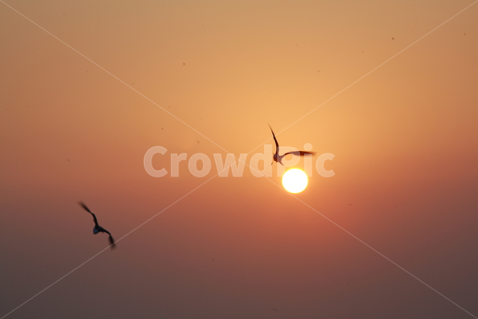 노을,서해,꽂지,꽂지해수욕장,서해일몰,낙조,동물,animal,조류,새,birds