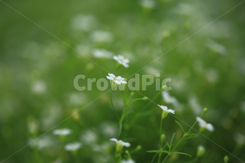 안개꽃,자연,풍경,꽃,식물,식물,자연,plants,nature,꽃,flower