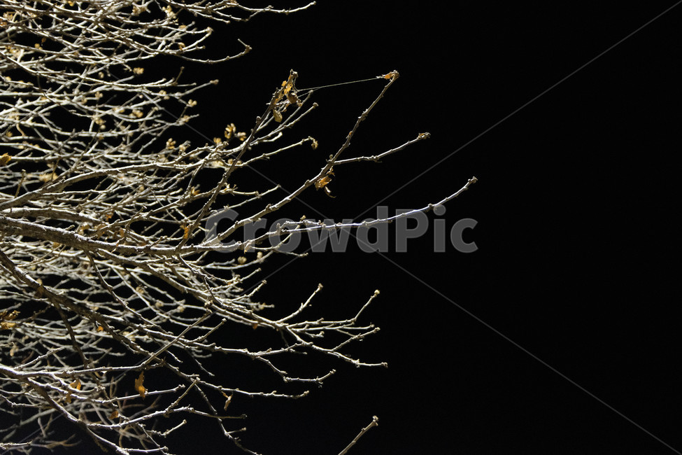 겨울나무,겨울밤,밤,나무,나뭇가지,겨울,계절,winter,season,야경,밤,풍경,nightscape,night,landscape,식물,자연,plants,nature,나무,trees,wood