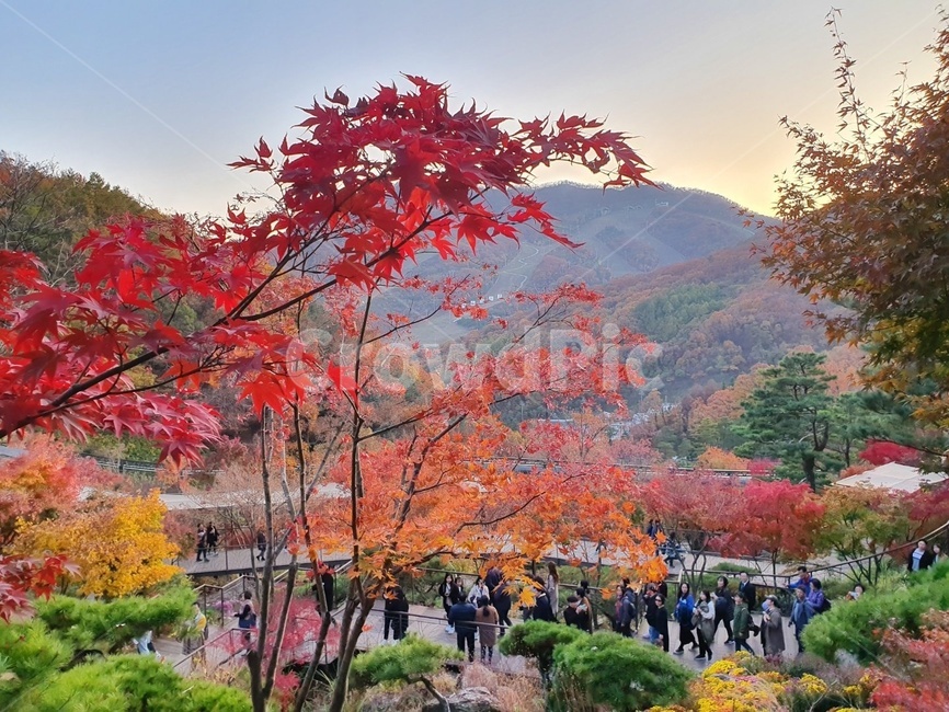 leaf,잎,plant,식물,tree,나무,maple,단풍,person,사람,human,인간