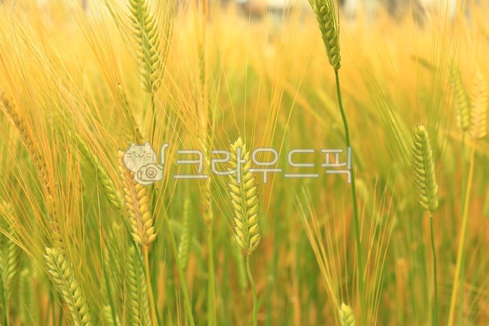vegetation,초목,food,음식,grain,곡물,plant,식물,보리이삭,보리밭,보리,보릿고개,밭,곡식,자연,배경,배경이미지,들녘,늦봄,맥추감사,보리맥아,농민,농사,여름,맥아,보리싹,노랑,초록,황보리,추수