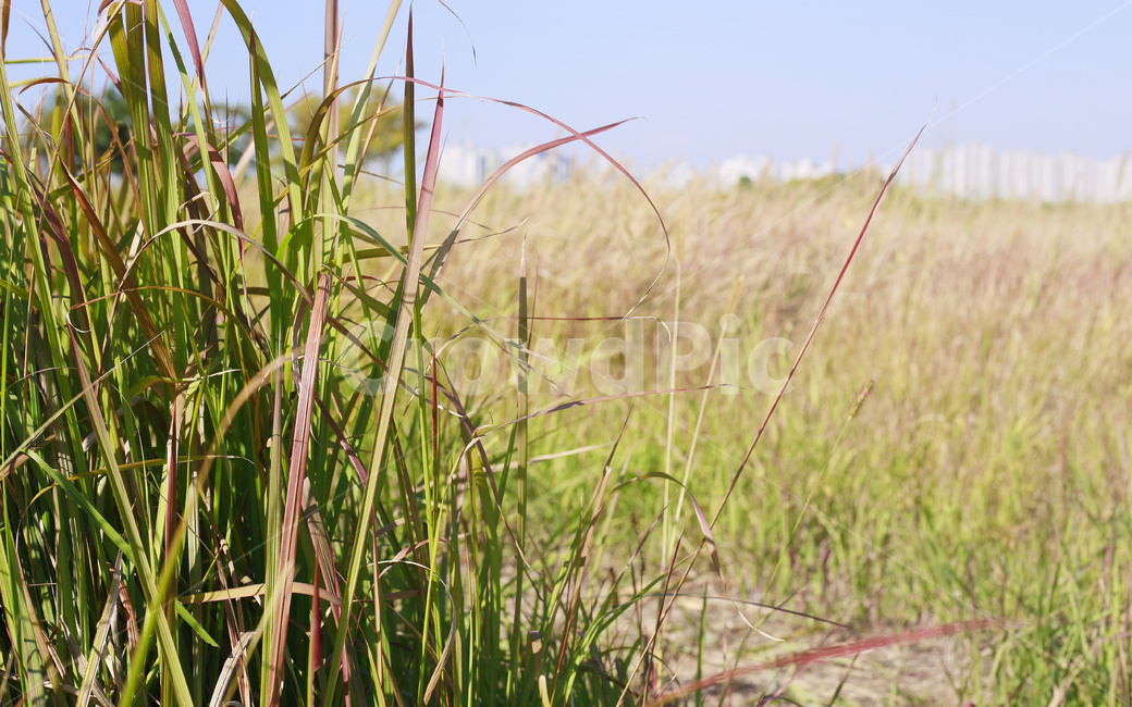 가을,갈대,풀,식물,풀밭,식물,자연,plants,nature