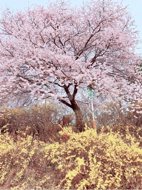 벚꽃,나무,풍경,꽃,공원