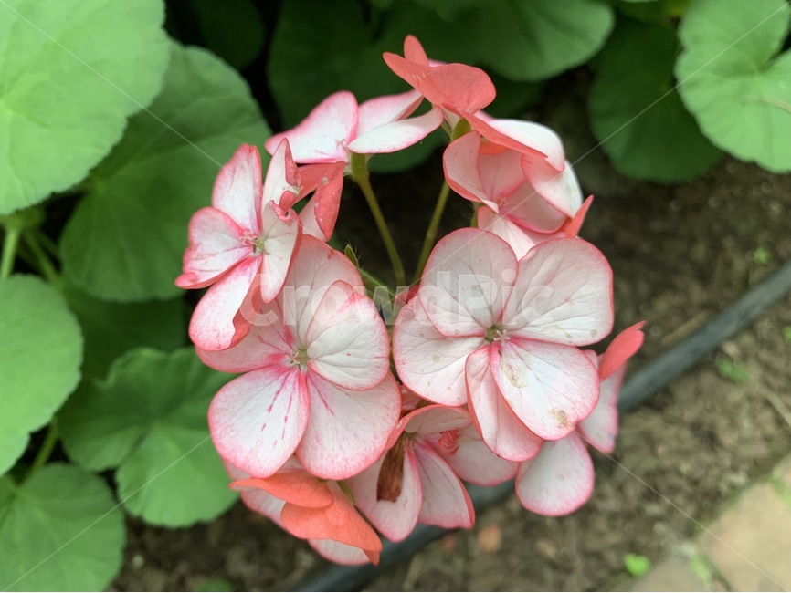 꽃,이름모름,예쁨,핑크색,하얀색,식물,자연,plants,nature,꽃,flower
