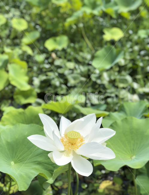 연꽃,수련,lotus,blossom,flower,꽃,plant,식물,whiteflower,흰색꽃,연잎
