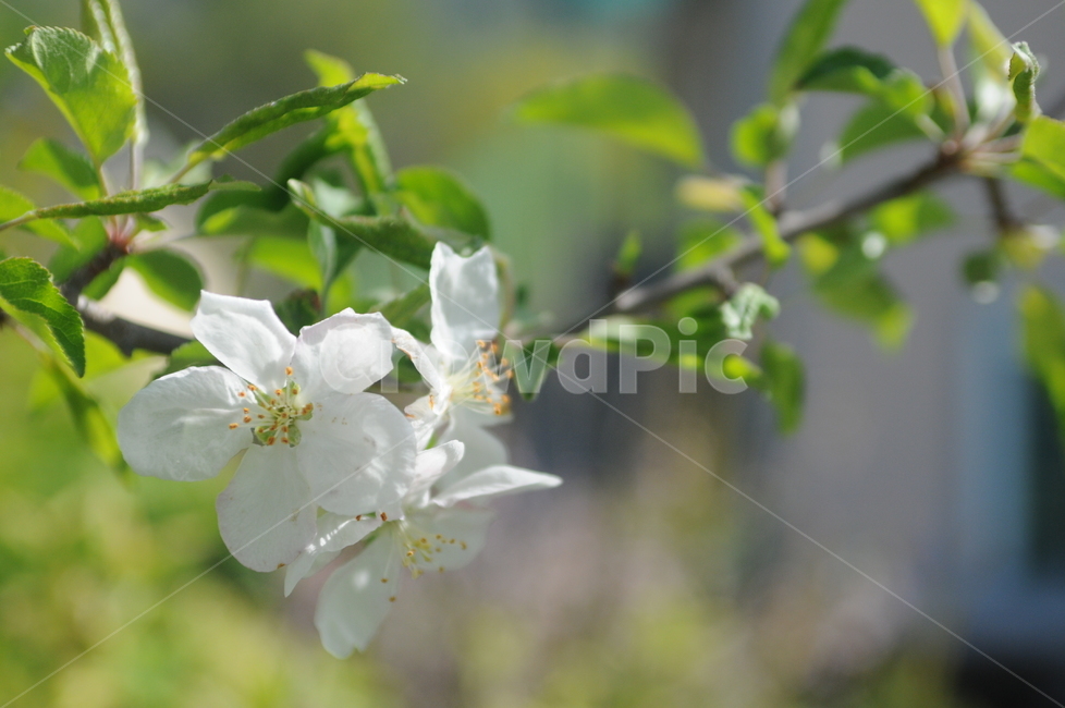 꽃,flower,봄,spring,봄꽃,식물