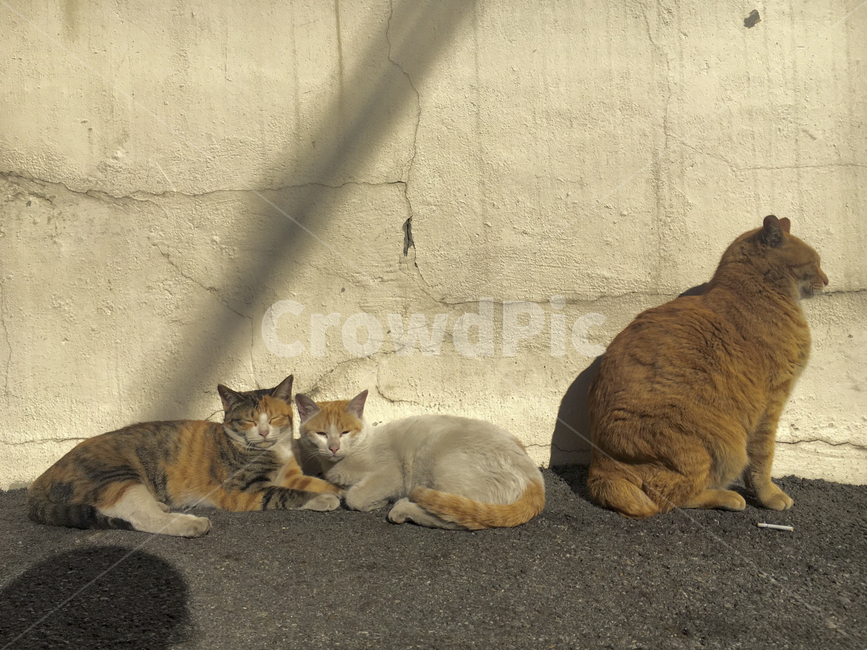 고양이,포유류,동물,cat,pet,animal,길고양이,고양이세마리,세마리
