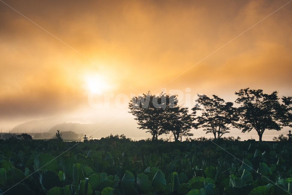 twilight,실루엣,새벽,두물머리,물안개,자연,풍경,nature,landscape,한국자연풍경,한국자연경관,korea nature landscape,outdoors,옥외