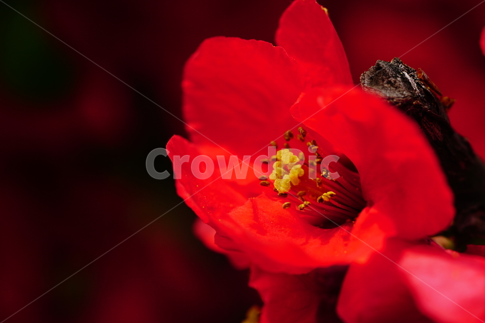 명자나무꽃,명자나무,산당화,봄,봄꽃,꽃,플라워,flower,spring,4월,april,장미과,명자꽃,식물,plants,chaenomelesspeciosa,붉은,접사,클로즈업,closeup,붉다,붉은꽃,빨간꽃,red,빨강,macrophotography