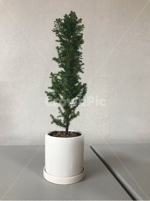 나무,화분,반려나무,식물,하얀화분,공기정화식물,실내용화초,화분,화초,house plant