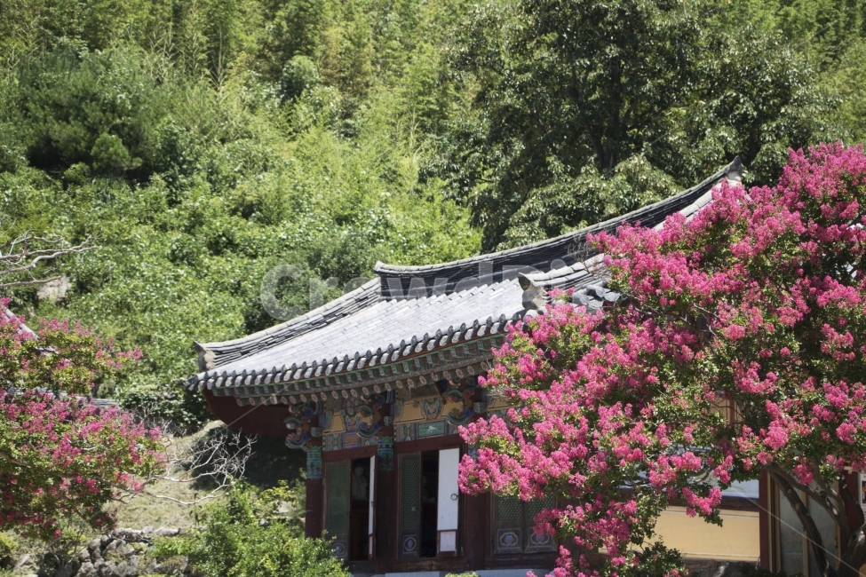 배롱나무,백일홍,목백일홍,한옥,전통가옥,사진,단독사진,디자인,소스,포토,사진자료,배경,배경사진,백그라운드,한국,동양,아시아,전통,풍경,자연,환경,실외,낮,아침,식물,꽃,봉오리,꽃봉오리,잎,꽃잎,꽃나무,6월,7월,여름꽃,아웃포커스,접사,근접,여름,녹색,야외,핑크,분홍,빨강,빨간색,지붕,한국전통,한국문화,korean traditional,korean culture,식물,자연,plants,nature