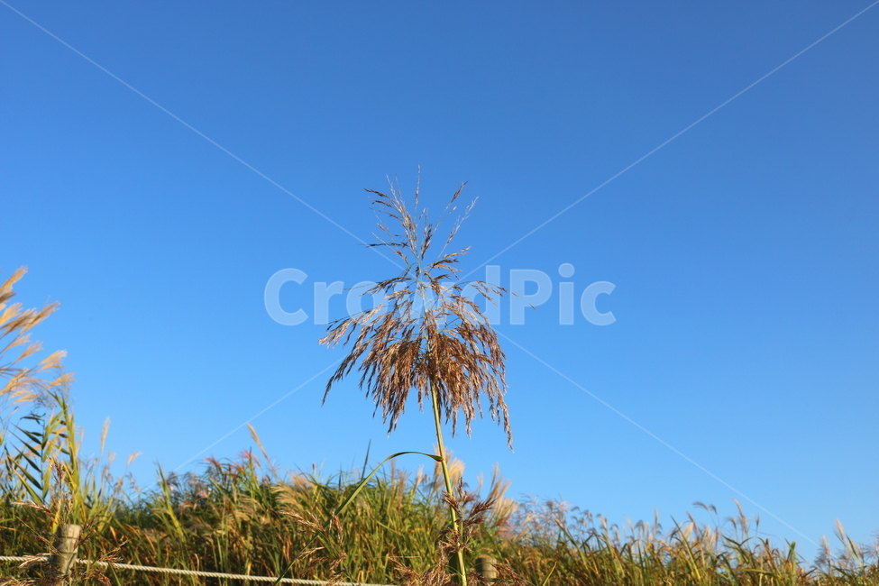 갈대,벼과,식물,자연,가을,가을,계절,fall,autumn,season,grass,잔디,plant,vegetation,초목,bush,부시,lawn,nature