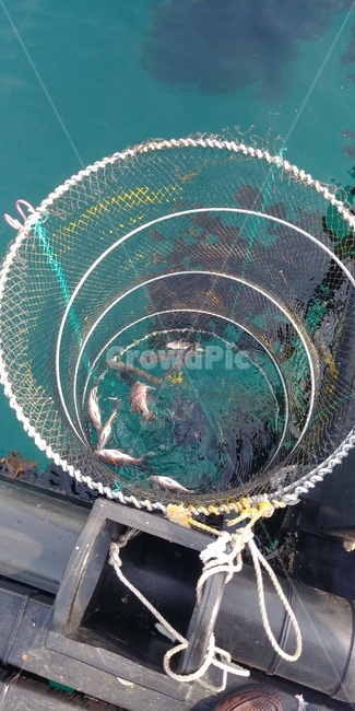 물고기,낚시,투망,어망,바다,어류,물고기,fish