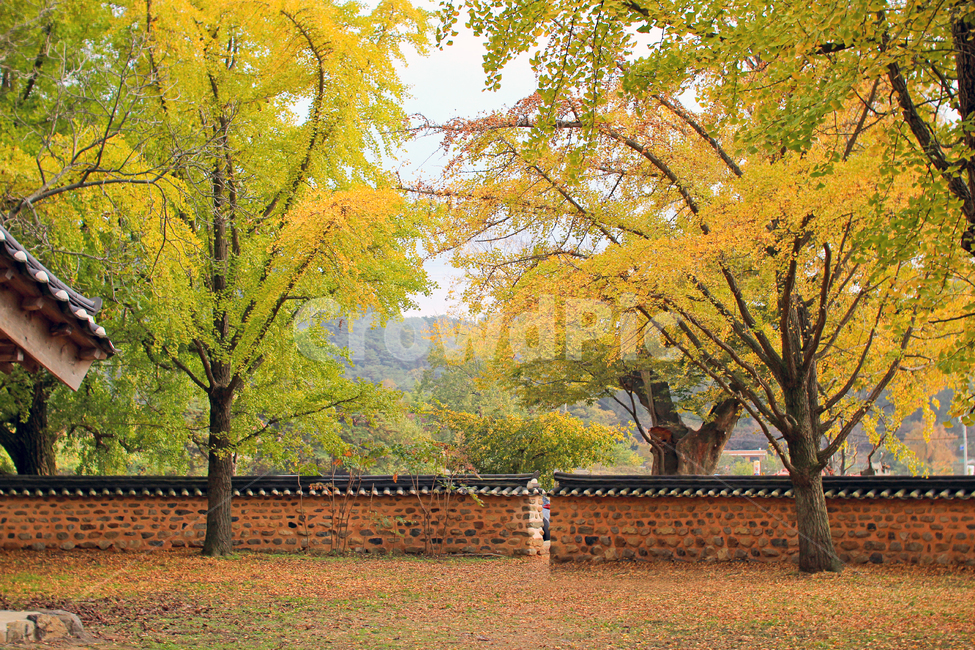 은행나무,은행마을,가을,노랑,단풍,풍경,은행잎,돌담,낙엽,가을,계절,fall,autumn,season,자연,풍경,nature,landscape,한국자연풍경,한국자연경관,korea nature landscape,한국전통,한국문화,korean traditional,korean culture,tree,나무,plant,식물,tree trunk,나무 줄기