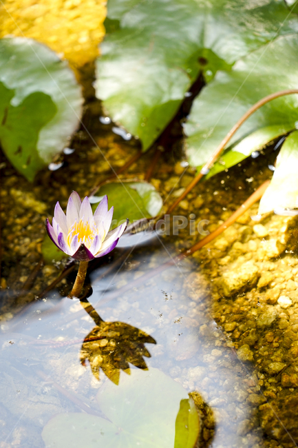 plant,식물,꽃,flower,연꽃