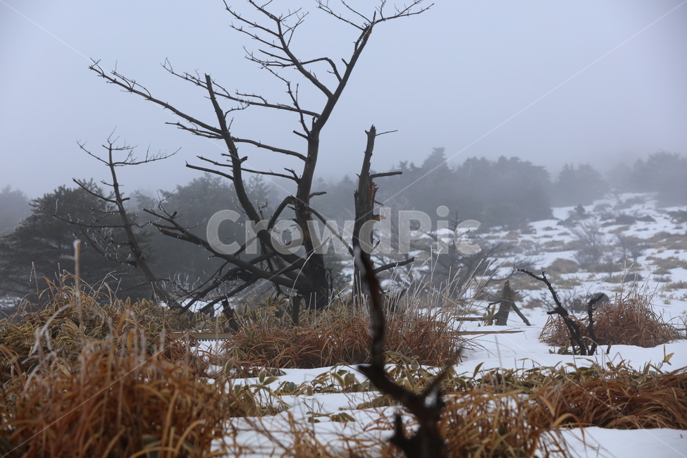 산,겨울,눈,설경,나무,안개,풍경,자연,mountain,snow,nature,겨울,계절,winter,season,자연,풍경,nature,landscape,식물,plants,나무,trees,wood,outdoors,옥외