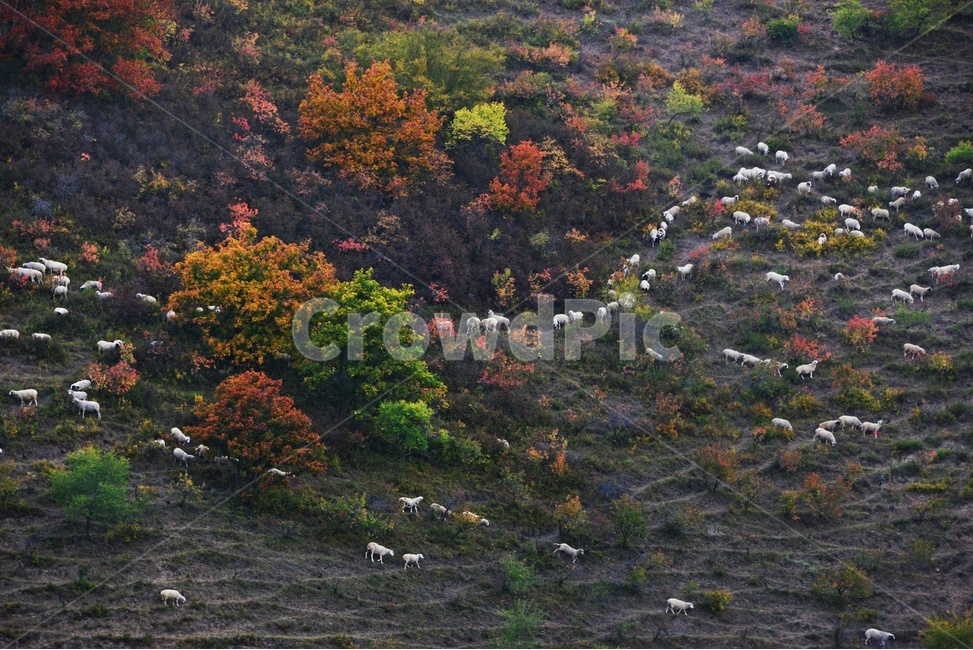animal,동물,flock,대군,mammal,포유류,sheep,scenery,풍경,outdoors,옥외,nature,자연,landscape,경치,중국,몽고,패상,패상가을,양,양떼