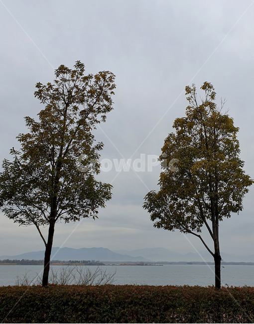 tree,나무,plant,식물,treetrunk,나무줄기,view,하늘,바다,sea