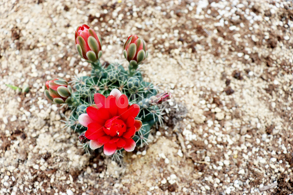 선인장,선인장꽃,흙,식물,모래,꽃,식물,자연,plants,nature,꽃,flower