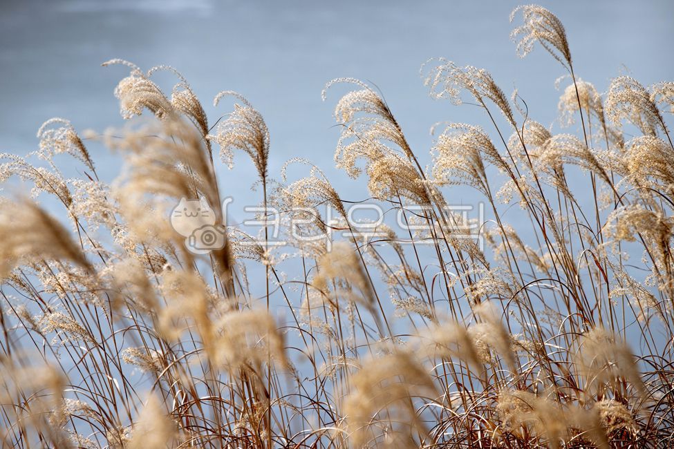 autumn,reed,warmth,background,wallpaper