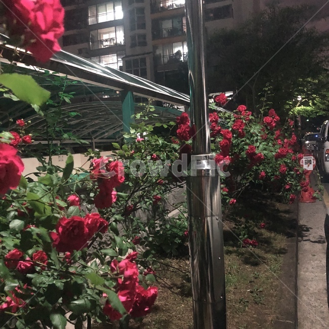 꽃,장미,철쭉,양귀비,식물,풀,봄