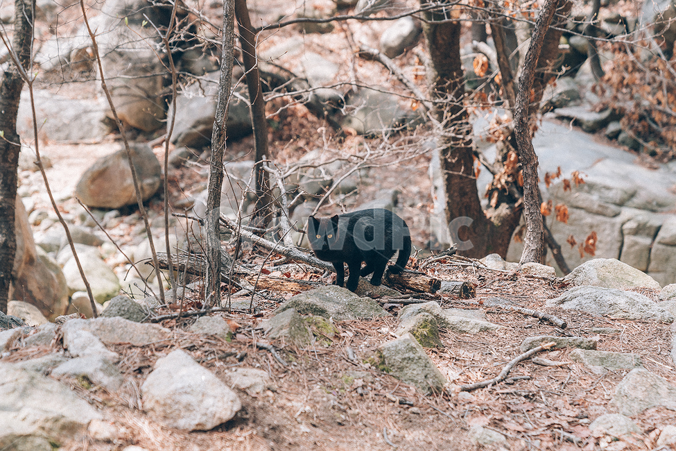 산,동물,animal,mountain,고양이