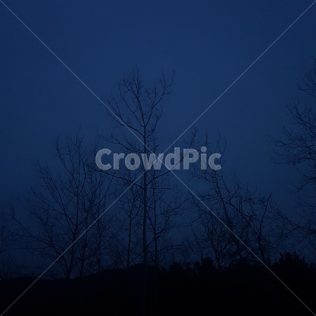 nature,자연,outdoors,옥외,night,밤,universe,천문학,나무