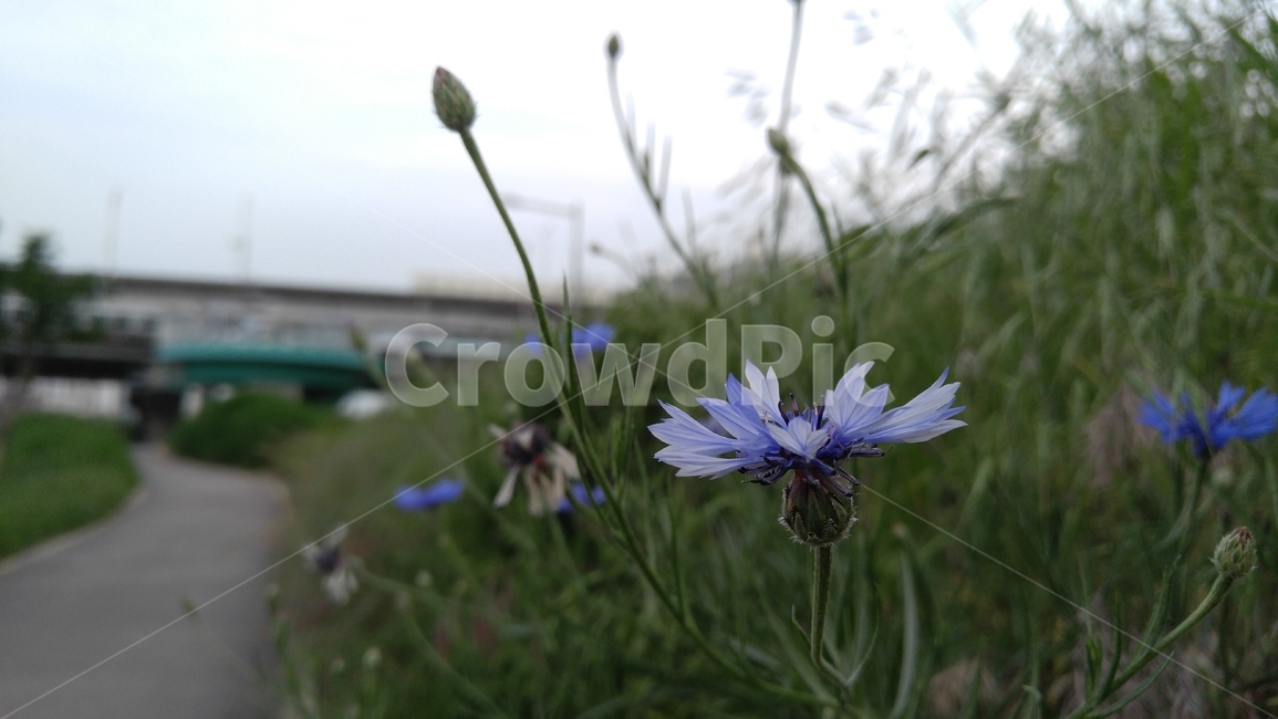 수레국화,꽃,국화,보라,연보라,녹색,식물,배경,자연,chrysanthemun,flower,purple,purpleflower,alightpurple,green,flant,background,nature