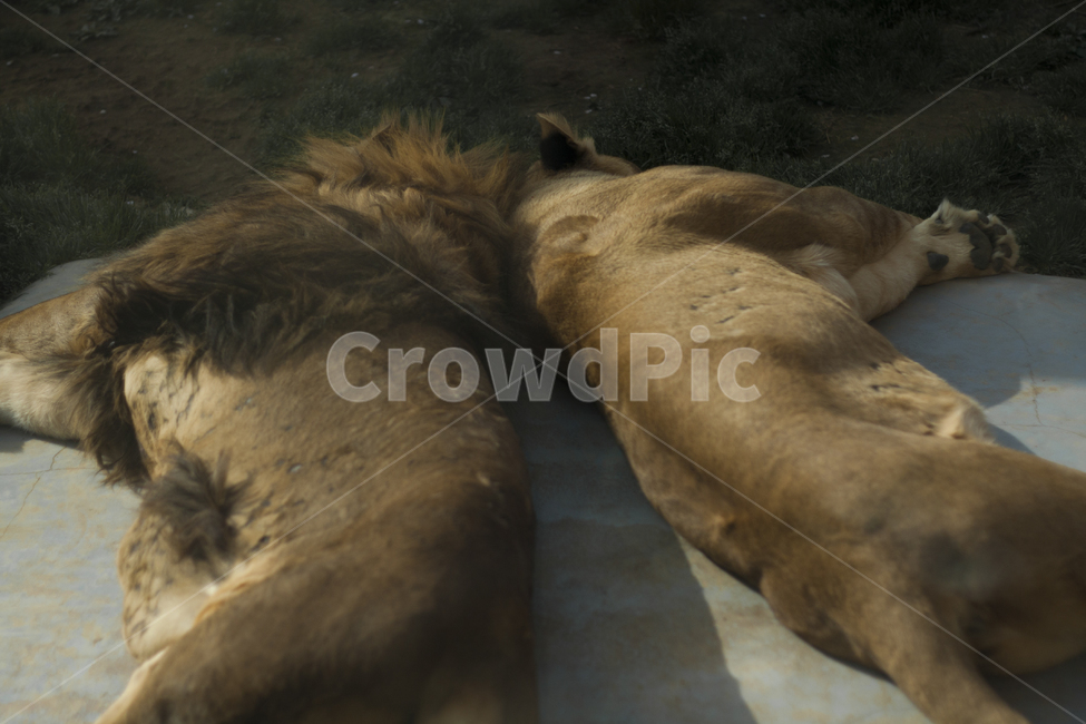 동물원,동물,zoo,철장,우리,사육,animal,동물,animal,포유류,mammal